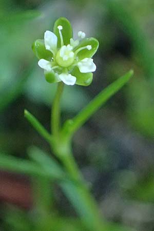 Sagina saginoides / Alpine Pearlwort, A Kolm Saigurn 2.7.2025