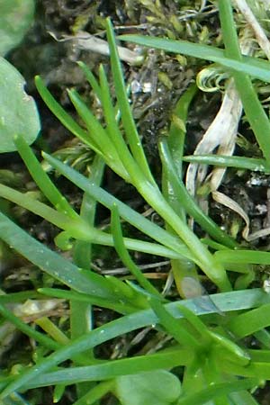 Sagina saginoides / Alpine Pearlwort, A Kolm Saigurn 2.7.2025