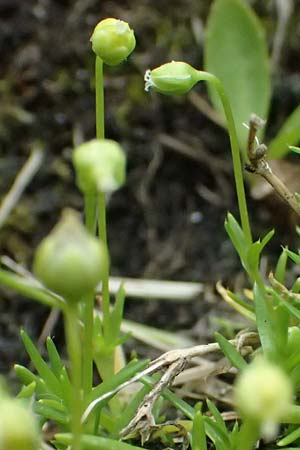 Sagina saginoides \ Alpen-Mastkraut / Alpine Pearlwort, A Felbertauern Nordportal 18.6.2026
