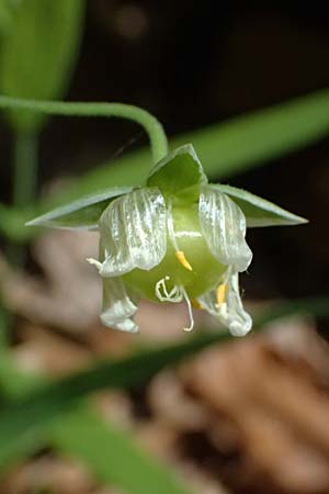 Stellaria holostea \ Groe Sternmiere, A Melk 9.5.2025