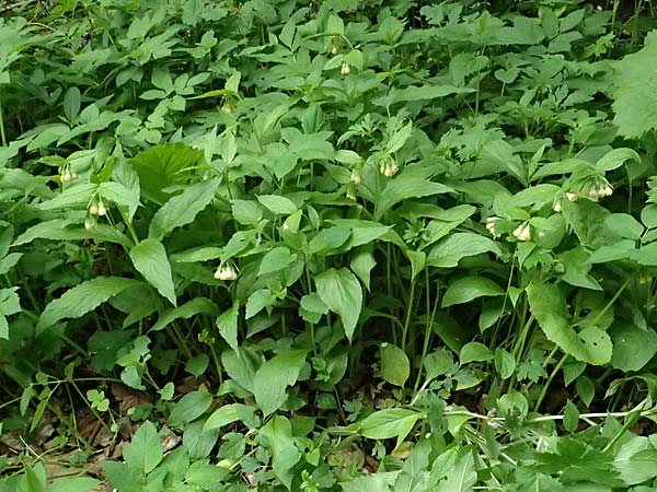 Symphytum tuberosum subsp. angustifolium \ Schmalbl&auml;ttriger Beinwell / Narrow-Leaved Comfrey, A Fronleiten 13.5.2025