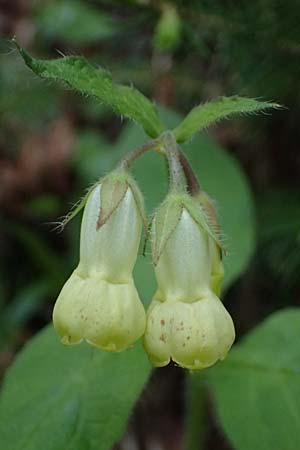 Symphytum tuberosum subsp. angustifolium \ Schmalbl&auml;ttriger Beinwell / Narrow-Leaved Comfrey, A Garanas 13.5.2025