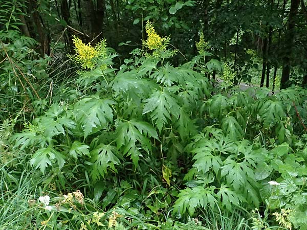 Sinacalia tangutica / Chinese Ragwort, A Frohnleiten 17.8.2026