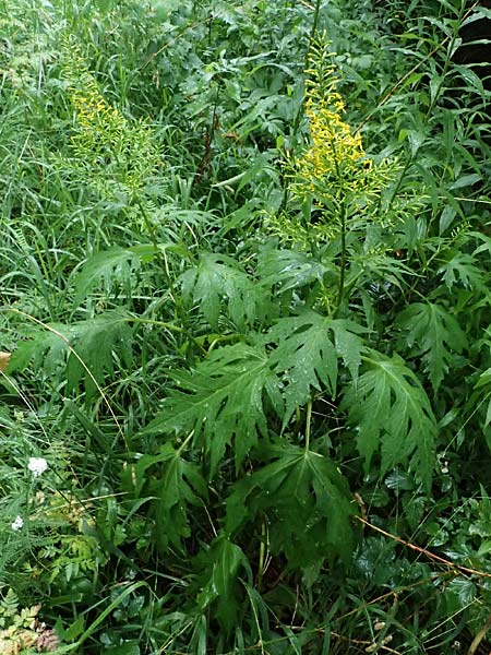 Sinacalia tangutica / Chinese Ragwort, A Frohnleiten 17.8.2026