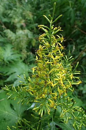 Sinacalia tangutica / Chinese Ragwort, A Frohnleiten 17.8.2026