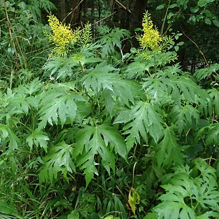 Sinacalia tangutica / Chinese Ragwort, A Frohnleiten 17.8.2026