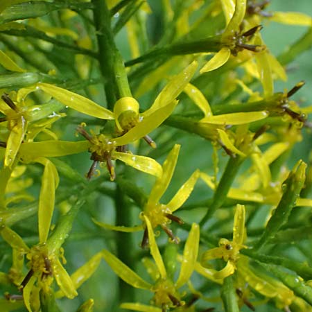 Sinacalia tangutica / Chinese Ragwort, A Frohnleiten 17.8.2026