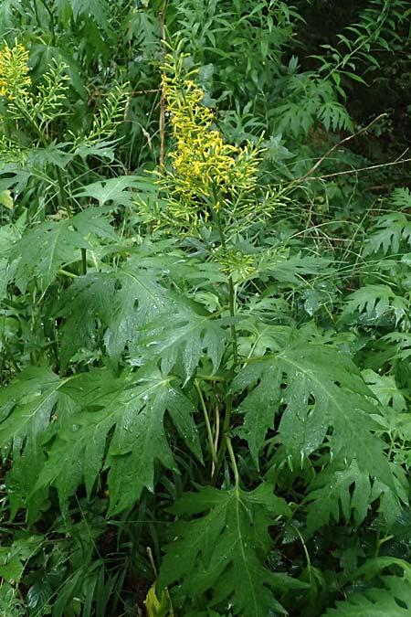 Sinacalia tangutica / Chinese Ragwort, A Frohnleiten 17.8.2026