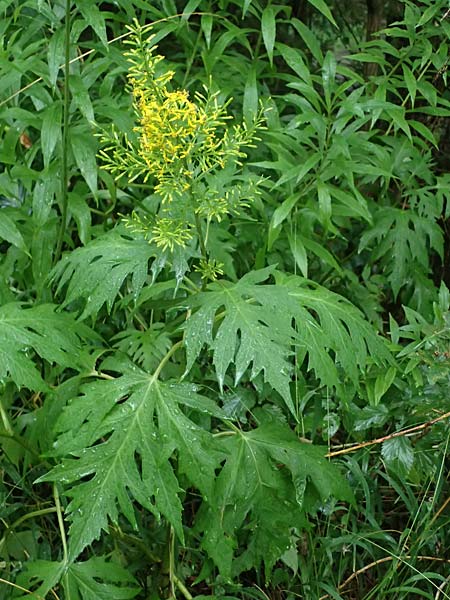 Sinacalia tangutica / Chinese Ragwort, A Frohnleiten 17.8.2026