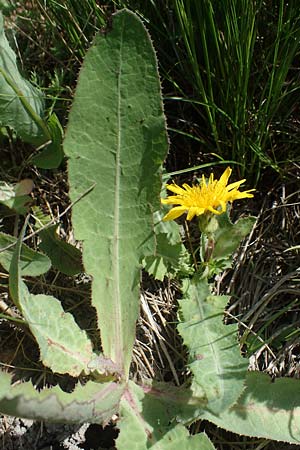 Sonchus arvensis subsp. uliginosus \ Drsenlose Acker-Gnsedistel / Glandless Field Sow-Thistle, A Mörbisch 11.5.2022