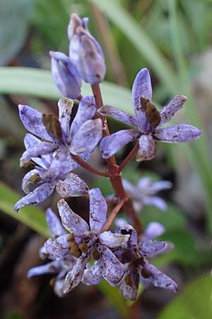 Scilla vindobonensis \ Wiener Blaustern / Vienna Squill, A Wolfsthal 2.4.2023