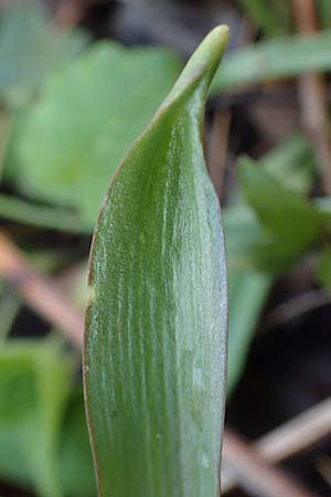 Scilla vindobonensis \ Wiener Blaustern / Vienna Squill, A Wolfsthal 2.4.2023