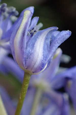 Scilla vindobonensis \ Wiener Blaustern / Vienna Squill, A Wolfsthal 2.4.2023