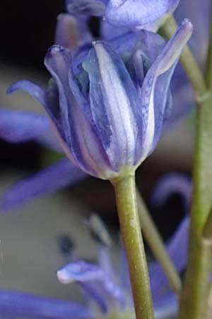 Scilla vindobonensis \ Wiener Blaustern / Vienna Squill, A Wolfsthal 2.4.2023