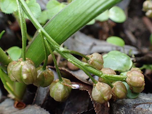 Scilla vindobonensis \ Wiener Blaustern / Vienna Squill, A Haunoldstein 3.4.2023