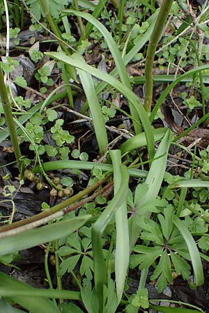 Scilla vindobonensis \ Wiener Blaustern / Vienna Squill, A Haunoldstein 3.4.2023