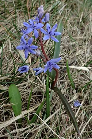 Scilla vindobonensis \ Wiener Blaustern / Vienna Squill, A Pielach 5.3.2024