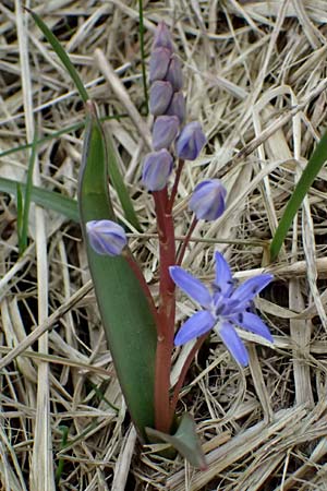 Scilla vindobonensis \ Wiener Blaustern / Vienna Squill, A Pielach 5.3.2024
