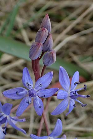 Scilla vindobonensis \ Wiener Blaustern / Vienna Squill, A Pielach 5.3.2024