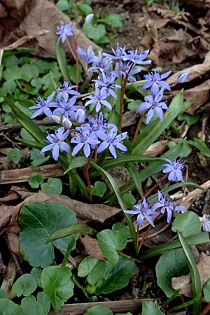 Scilla vindobonensis \ Wiener Blaustern / Vienna Squill, A Pielach 5.3.2024