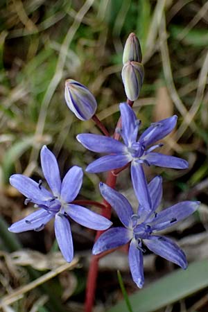 Scilla vindobonensis \ Wiener Blaustern / Vienna Squill, A Pielach 5.3.2024