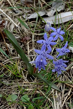 Scilla vindobonensis \ Wiener Blaustern / Vienna Squill, A Pielach 5.3.2024