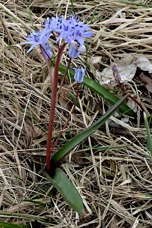 Scilla vindobonensis \ Wiener Blaustern / Vienna Squill, A Pielach 5.3.2024