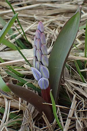 Scilla vindobonensis \ Wiener Blaustern / Vienna Squill, A Pielach 5.3.2024