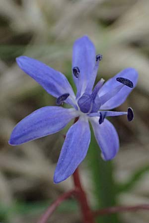 Scilla vindobonensis \ Wiener Blaustern / Vienna Squill, A Pielach 5.3.2024