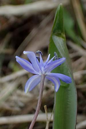 Scilla vindobonensis \ Wiener Blaustern / Vienna Squill, A Pielach 5.3.2024