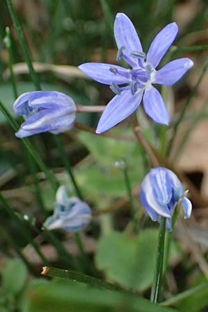 Scilla vindobonensis \ Wiener Blaustern / Vienna Squill, A Gießhübl 7.3.2024