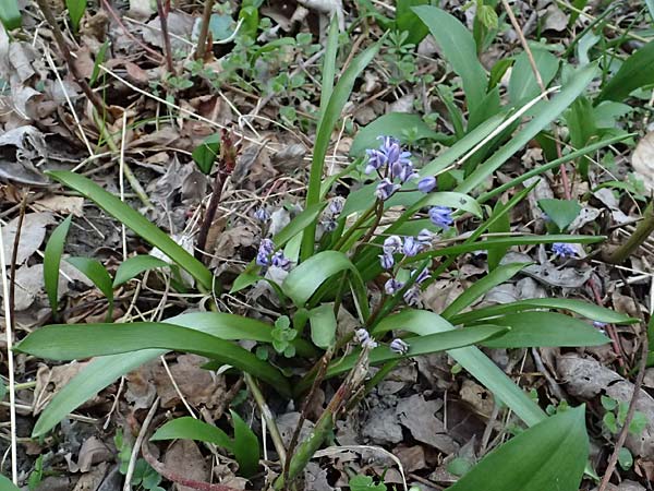 Scilla vindobonensis \ Wiener Blaustern / Vienna Squill, A Wolfsthal 7.3.2024