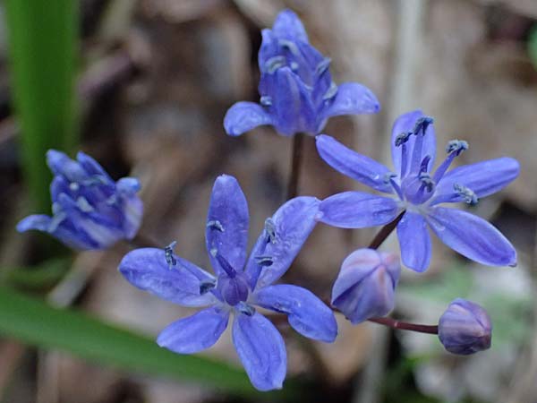 Scilla vindobonensis \ Wiener Blaustern / Vienna Squill, A Wolfsthal 7.3.2024
