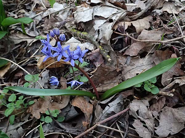 Scilla vindobonensis \ Wiener Blaustern / Vienna Squill, A Wolfsthal 7.3.2024