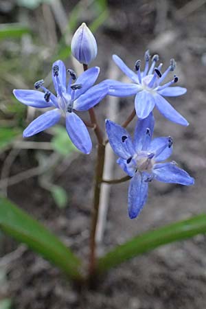 Scilla vindobonensis \ Wiener Blaustern / Vienna Squill, A Wolfsthal 7.3.2024