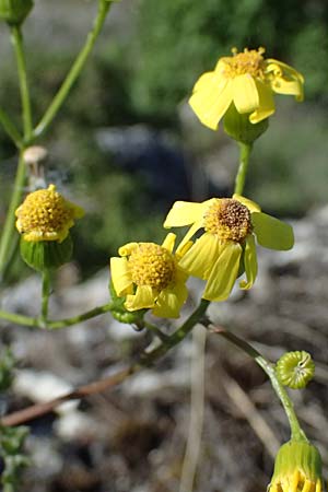 Senecio vernalis \ Fr�hlings-Greiskraut / Eastern Groundsel, A Hainburg 10.5.2025