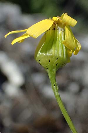 Senecio vernalis \ Fr�hlings-Greiskraut / Eastern Groundsel, A Hainburg 10.5.2025
