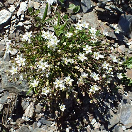 Sabulina verna s.l. \ Hgel-Frhlings-Miere / Hill Spring Sandwort, A Bad Gastein 29.6.2025