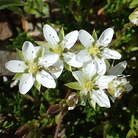 Sabulina verna s.l. \ Hgel-Frhlings-Miere / Hill Spring Sandwort, A Bad Gastein 29.6.2025