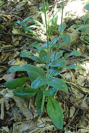 Silene viridiflora \ Gr�nbl�tiges Leimkraut / Green-Flowered Campion, A Stainzer Warte 16.6.2026