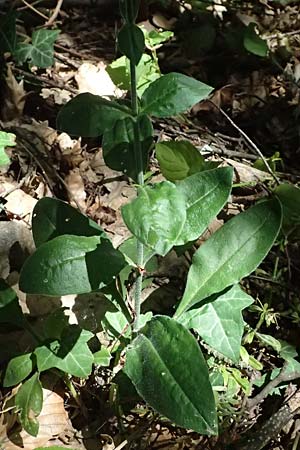Silene viridiflora \ Gr�nbl�tiges Leimkraut / Green-Flowered Campion, A Stainzer Warte 16.6.2026