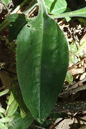 Silene viridiflora \ Gr�nbl�tiges Leimkraut / Green-Flowered Campion, A Stainzer Warte 16.6.2026