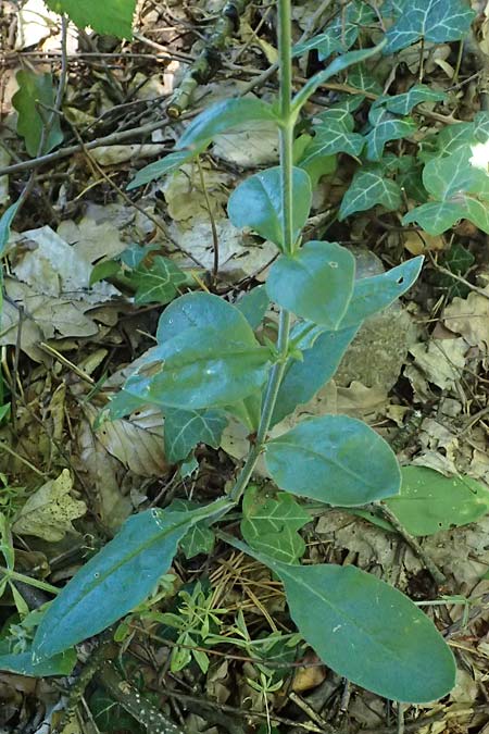 Silene viridiflora \ Gr�nbl�tiges Leimkraut / Green-Flowered Campion, A Stainzer Warte 16.6.2026