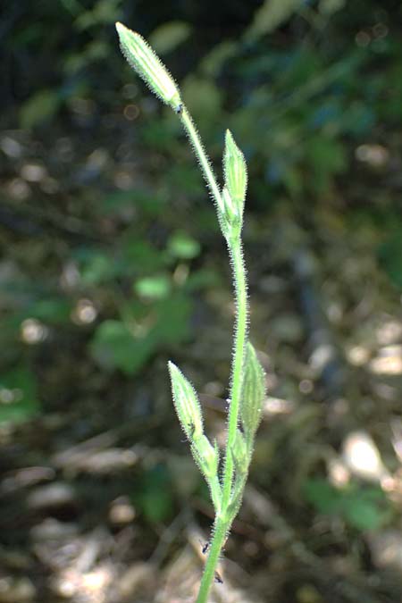 Silene viridiflora \ Gr�nbl�tiges Leimkraut / Green-Flowered Campion, A Stainzer Warte 16.6.2026