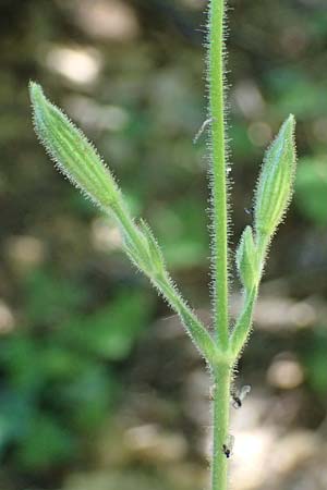 Silene viridiflora \ Gr�nbl�tiges Leimkraut / Green-Flowered Campion, A Stainzer Warte 16.6.2026