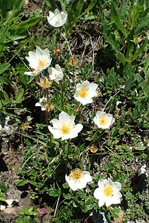Dryas octopetala \ Silberwurz / Mountain Avens, A Bad Gastein 29.6.2025