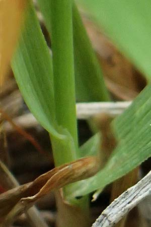 Trisetum spicatum \ hriger Grannenhafer, hren-Goldhafer / Spike Trisetum, Spiked Oat Grass, A Großglockner 30.6.2025