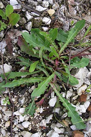Leontodon hispidus subsp. hastilis / Glabrous Rough Hawkbit, A Malta - Valley 7.6.2008