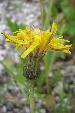 Leontodon hispidus subsp. hastilis / Glabrous Rough Hawkbit, A Malta - Valley 7.6.2008