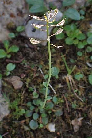 Thlaspi alpinum \ Alpen-T�schelkraut, A Eisenerzer Reichenstein 28.7.2021